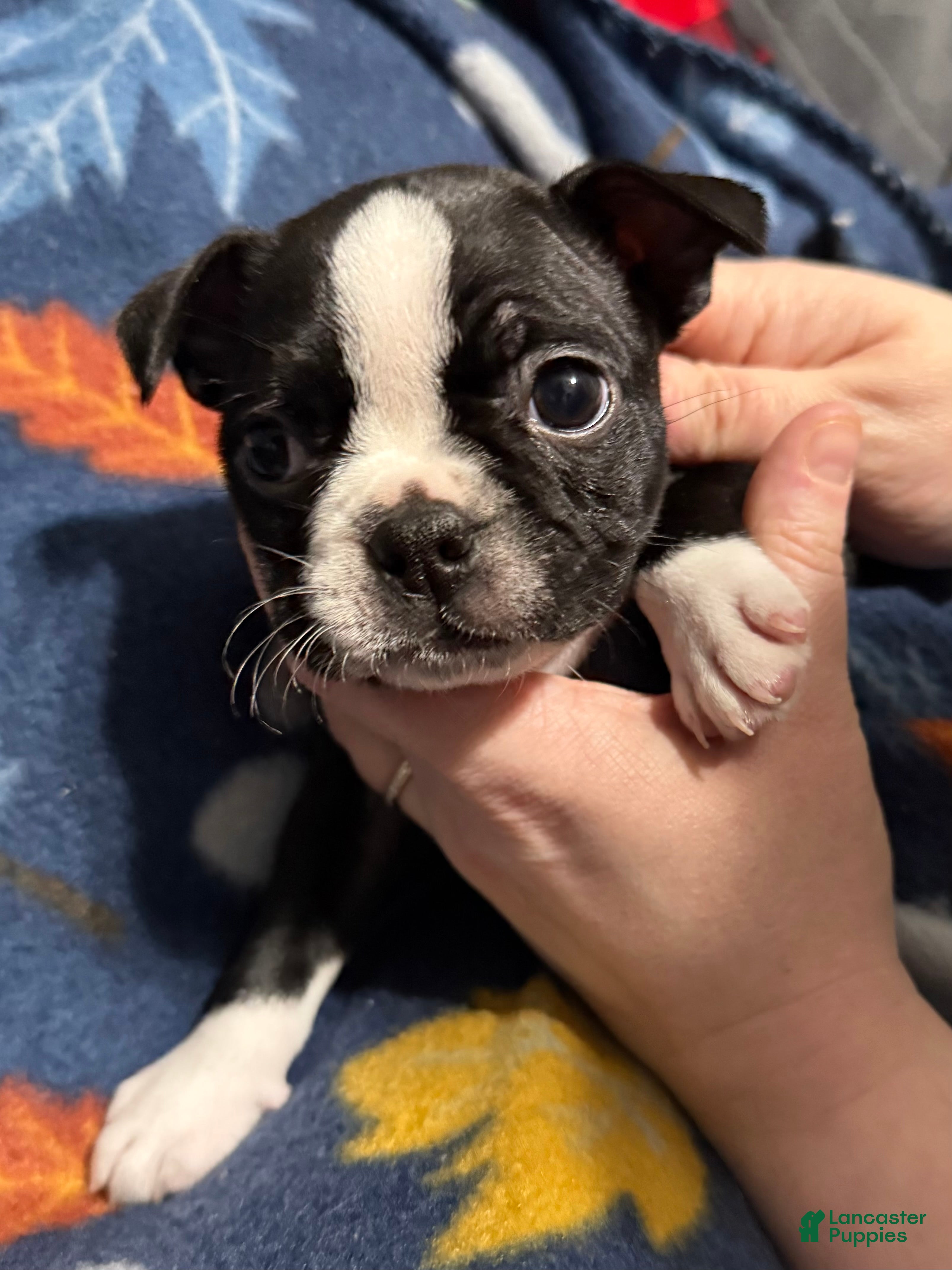 Boston Terrier dogs Snowy - Ad 35