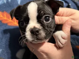 Boston Terrier dogs Snowy - Ad 35