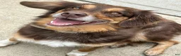 Australian Shepherd dogs for sale: Coco - Ad 1