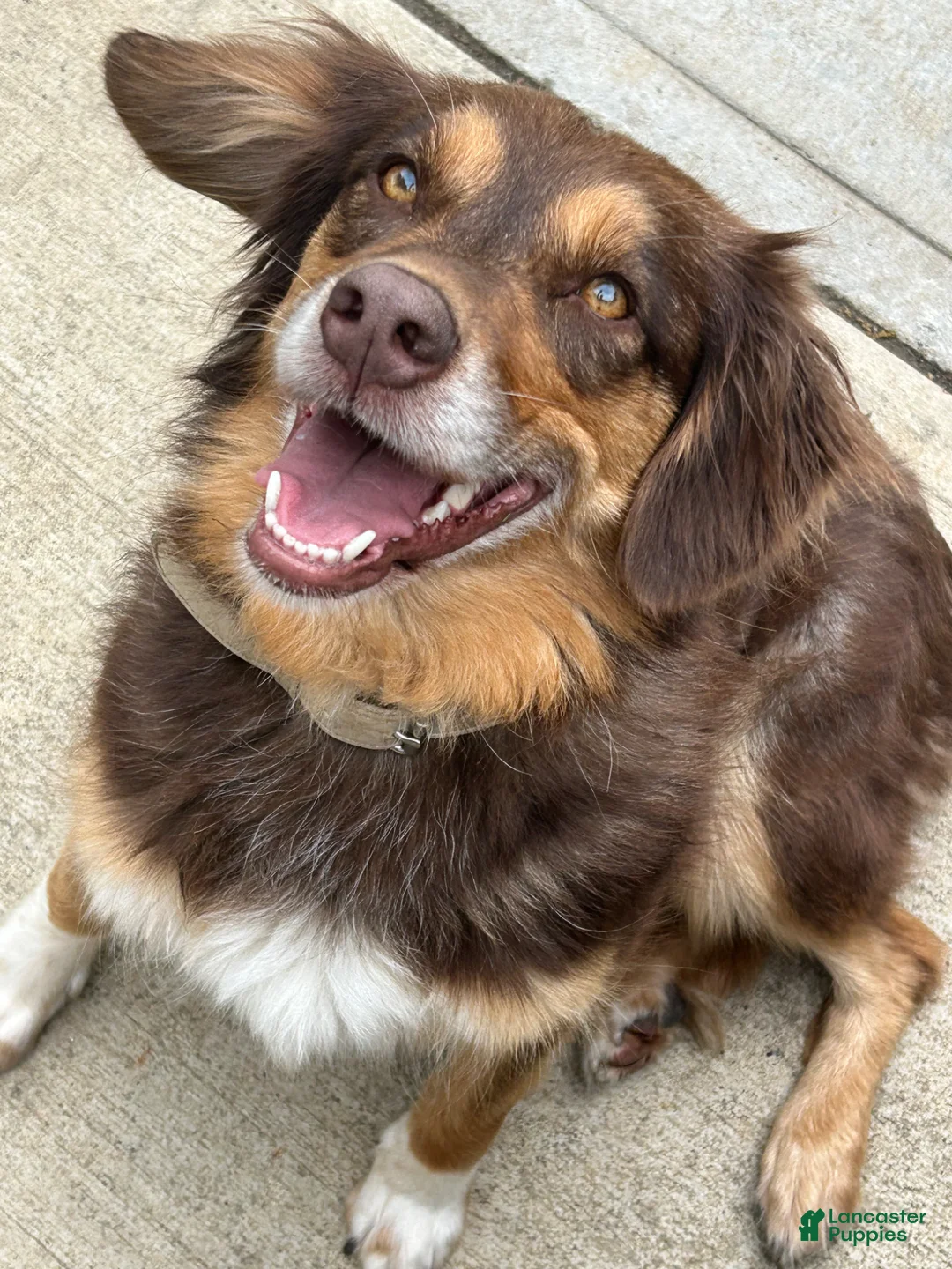 Australian Shepherd dogs for sale: Coco - Ad 1