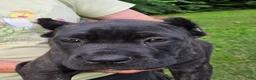 Cane Corso dogs for sale: Mabel - Ad 4