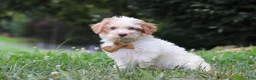 Yorkiepoo dogs for sale: Jackson - Ad 5