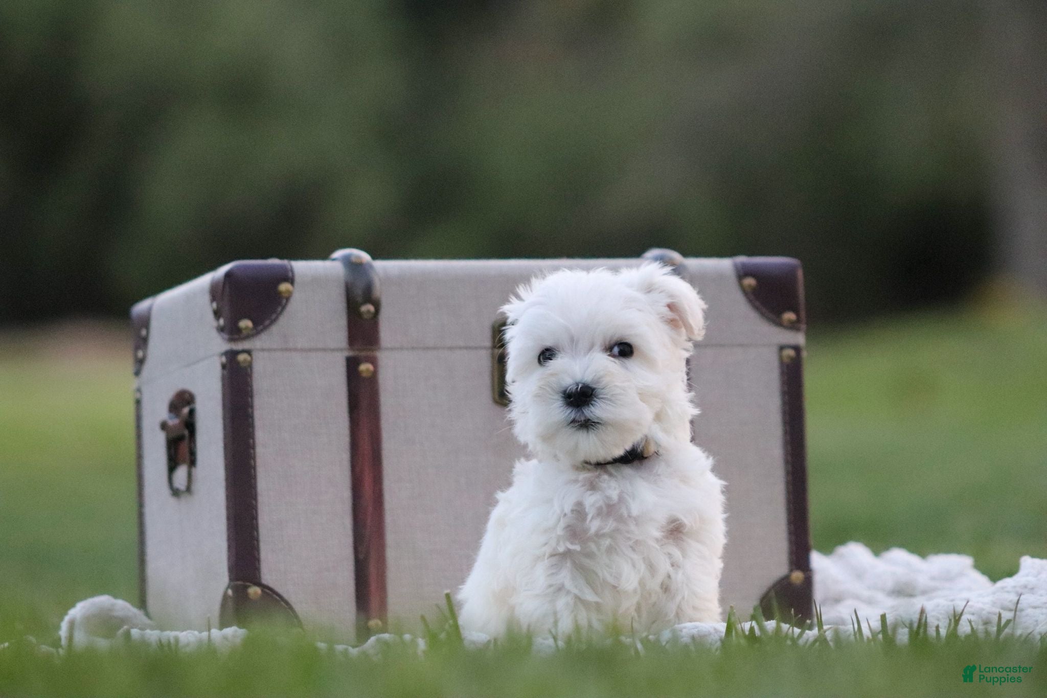 Miniature Schnauzer dogs Polar - Ad 1