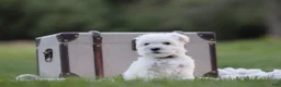 Miniature Schnauzer dogs for sale: Polar - Ad 1