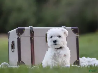 Miniature Schnauzer dogs for sale: Polar - Ad 2