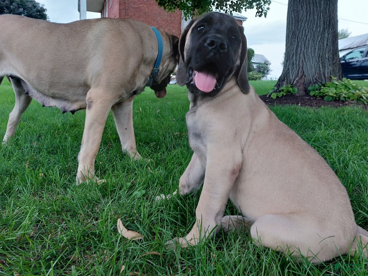 English Mastiff dogs Marcey - Ad 2