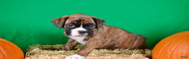 Boxer 4