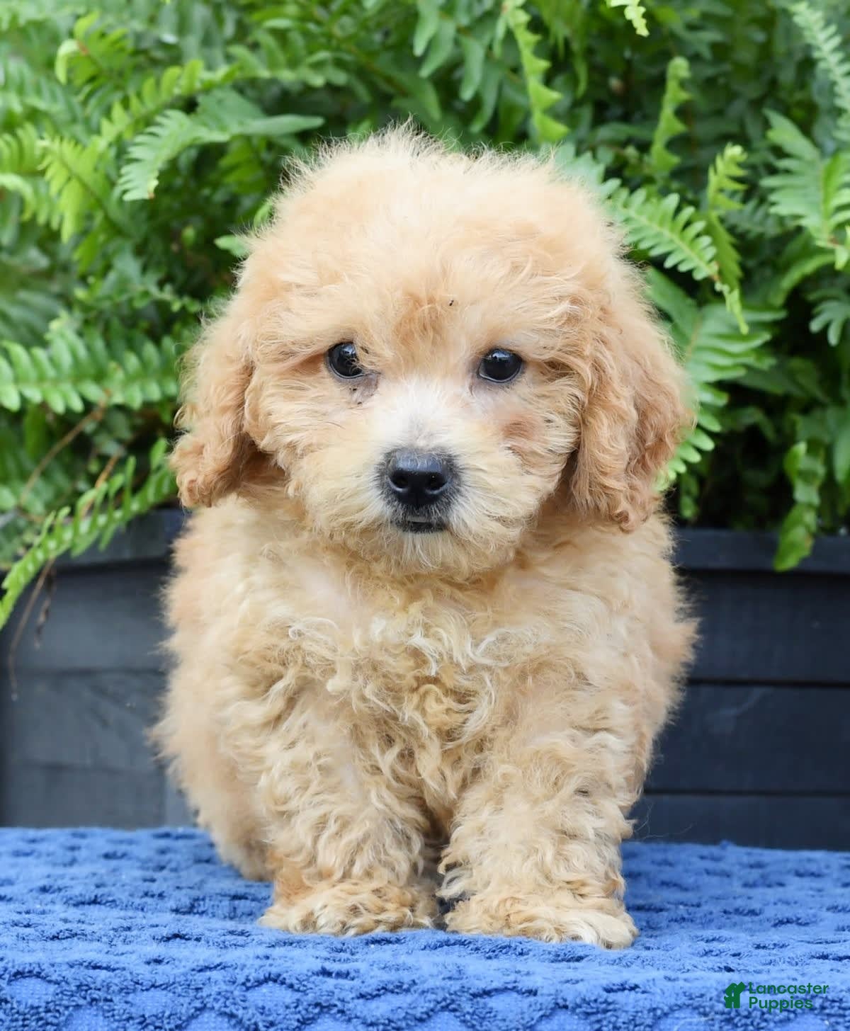 Bichpoo dogs Denver - Ad 17