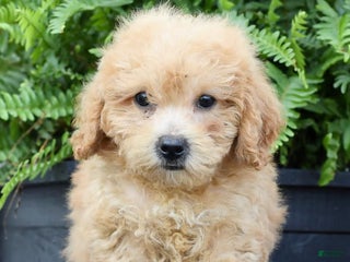 Bichpoo dogs - Ad 22