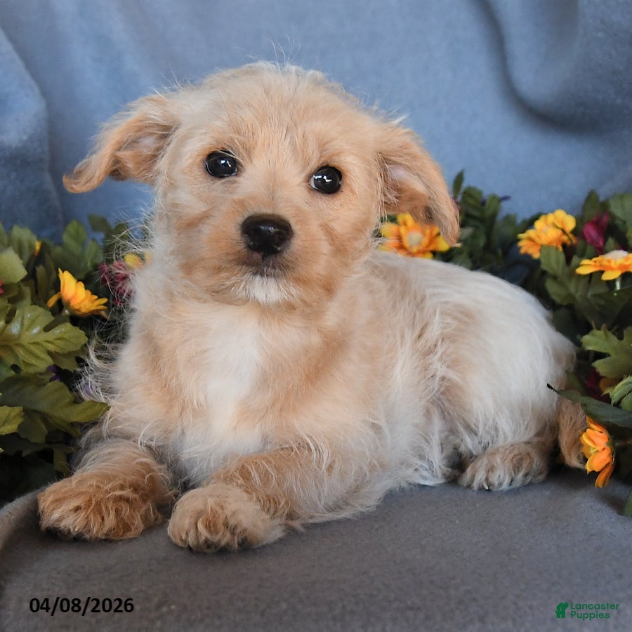 Pomapoo dogs Beauty - Ad 2