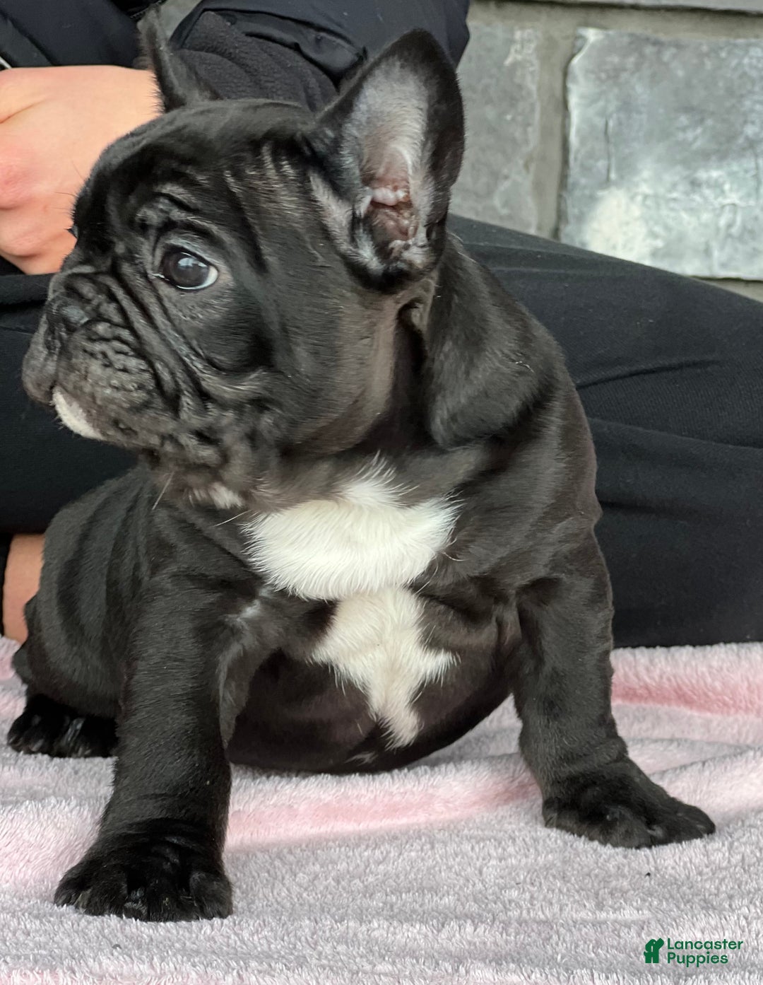 French Bulldog dogs for sale: Ortiz - Ad 3