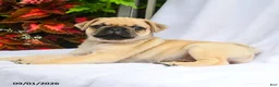 Pug dogs for sale: Roman - Ad 3