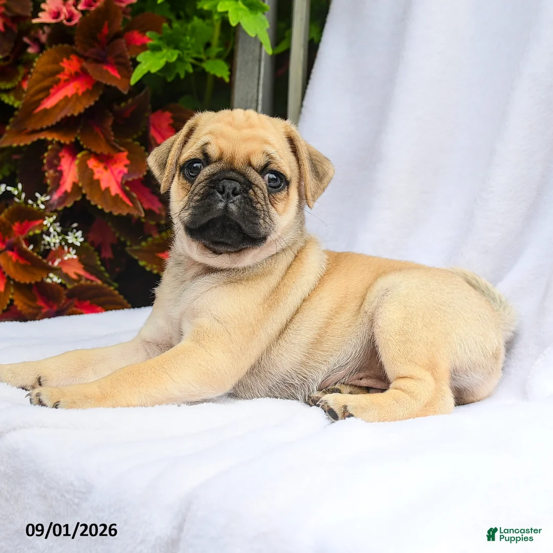 Pug dogs for sale: Roman - Ad 3