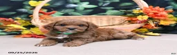 Cavapoo dogs for sale: Bobby - Ad 3
