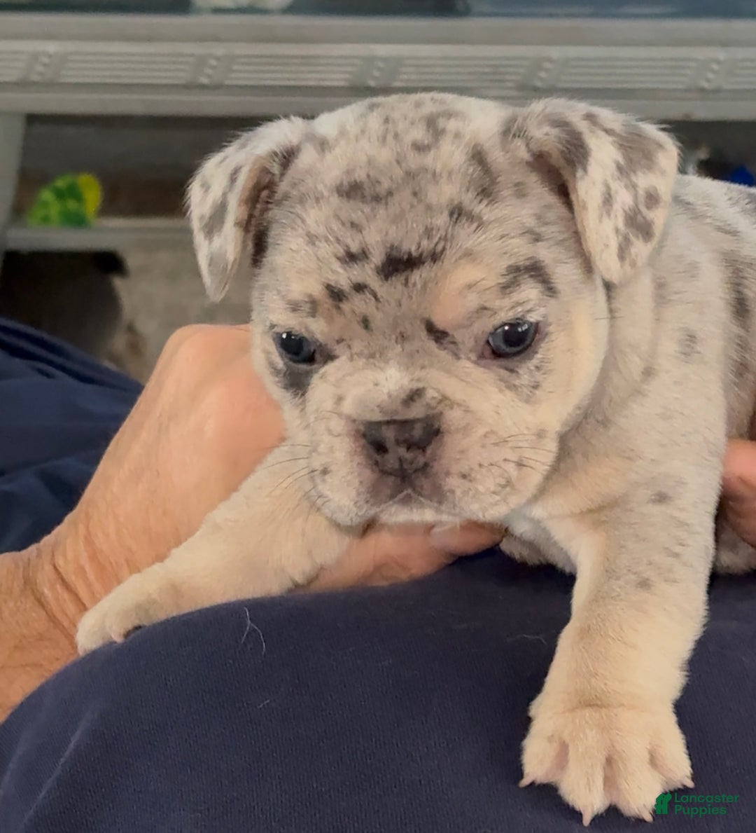 French Bulldog dogs for sale: French Bulldog Puppy 1 - Ad 3