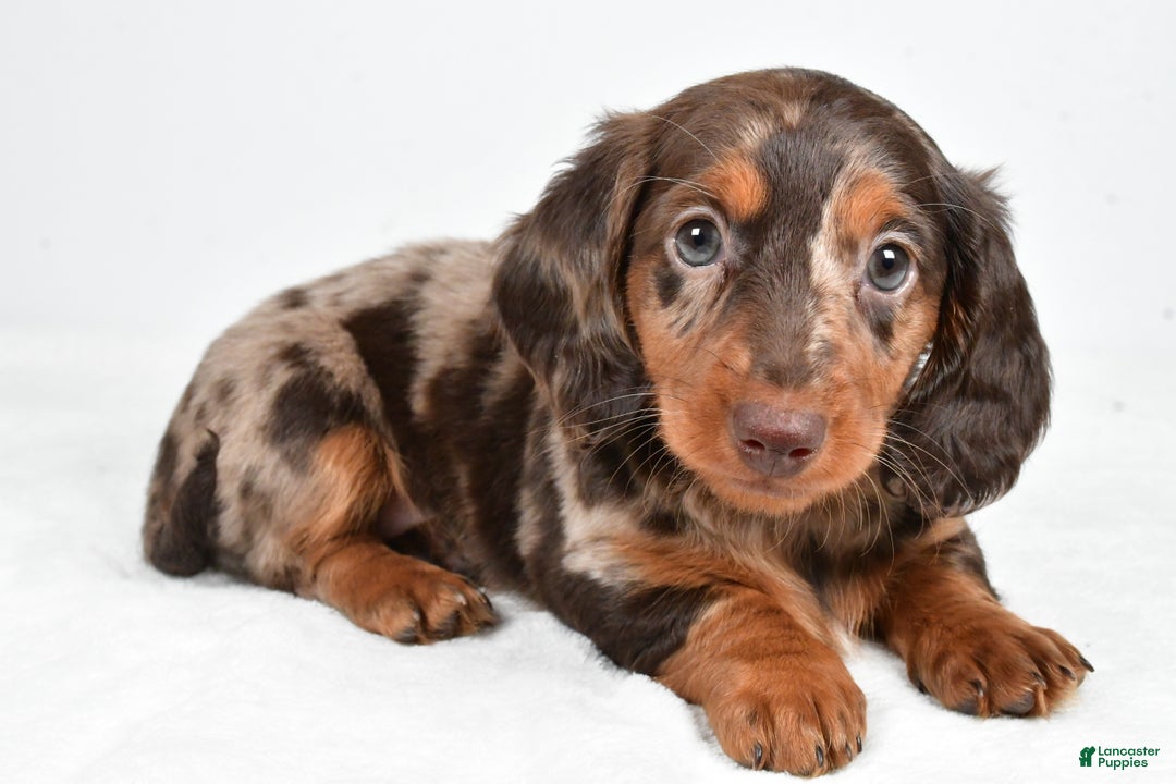 Miniature Dachshund dogs for sale: Angel - Ad 1