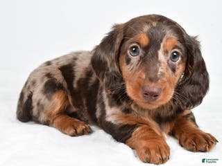 Miniature Dachshund dogs Angel - Ad 10