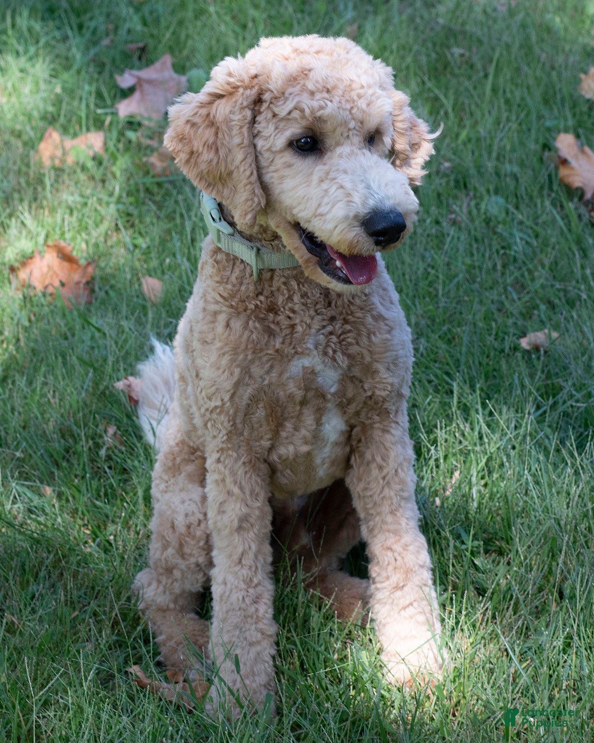Goldendoodle dogs Buddy - Ad 2
