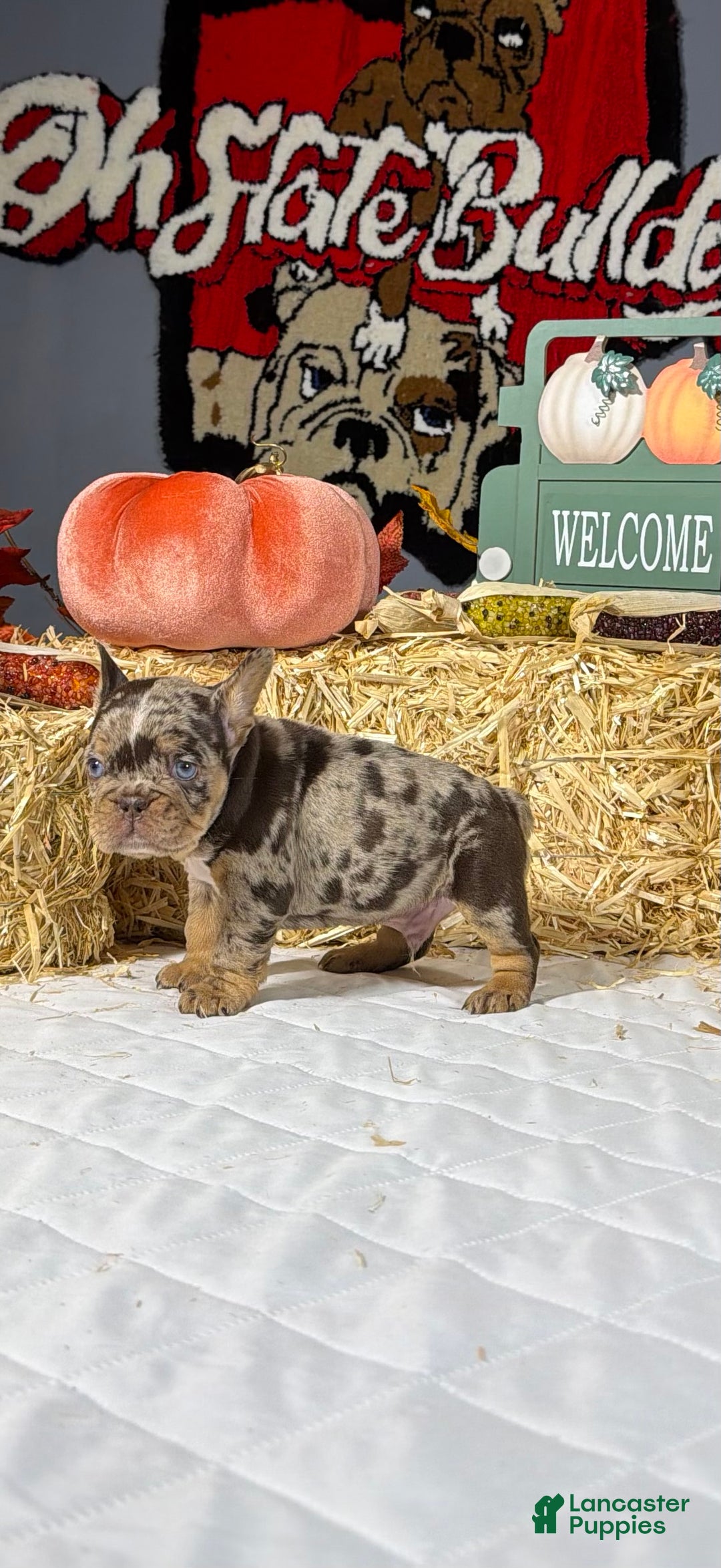 French Bulldog dogs for sale: Rocky - Ad 3