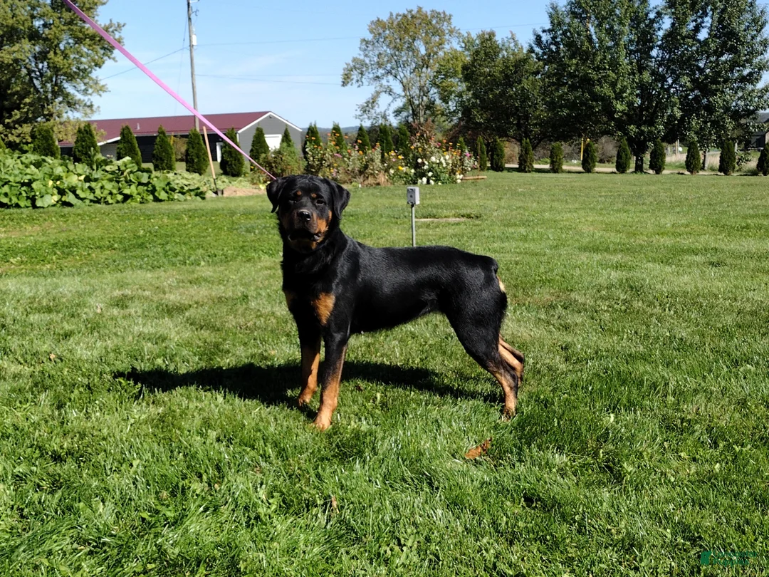 Rottweiler dogs for sale: Olive (AKC) - Ad 1