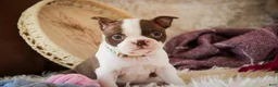 Boston Terrier dogs for sale: Crickett - Ad 5