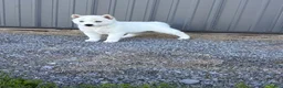 Siberian Husky dogs for sale: Coconut - Ad 3