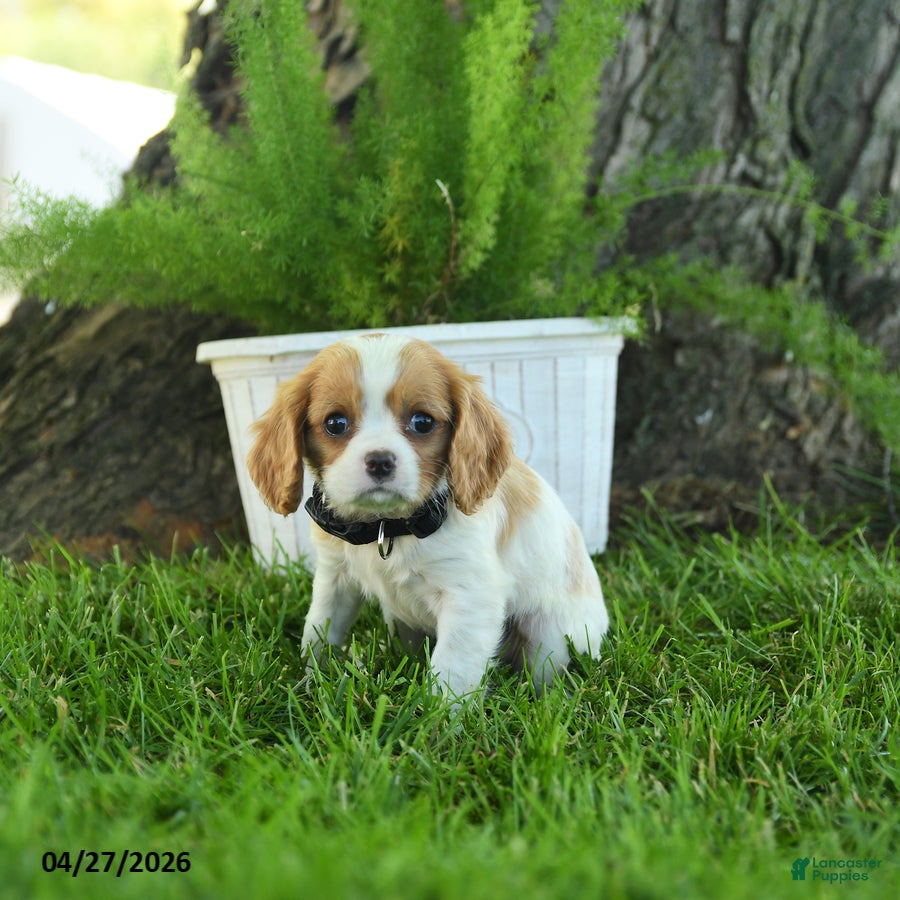 Cavalier King Charles Spaniel dogs Dora - Ad 1