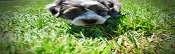 Havapoo dogs for sale: Icon - Ad 14