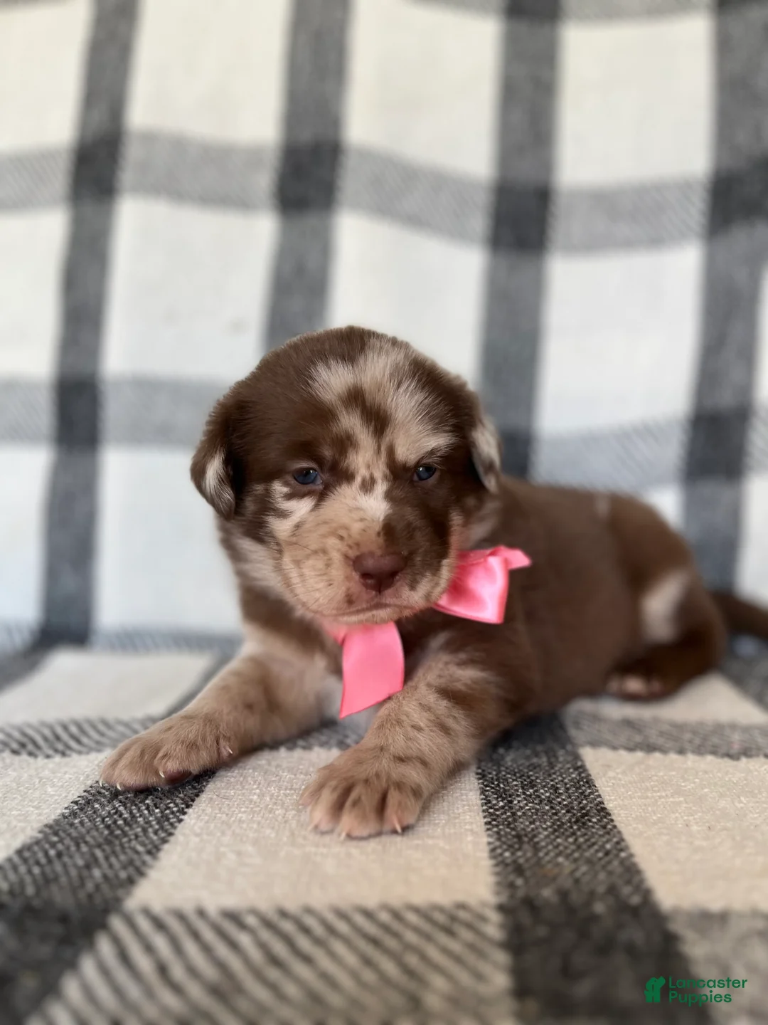 Mixed Breed dogs for sale: Jade - Ad 1