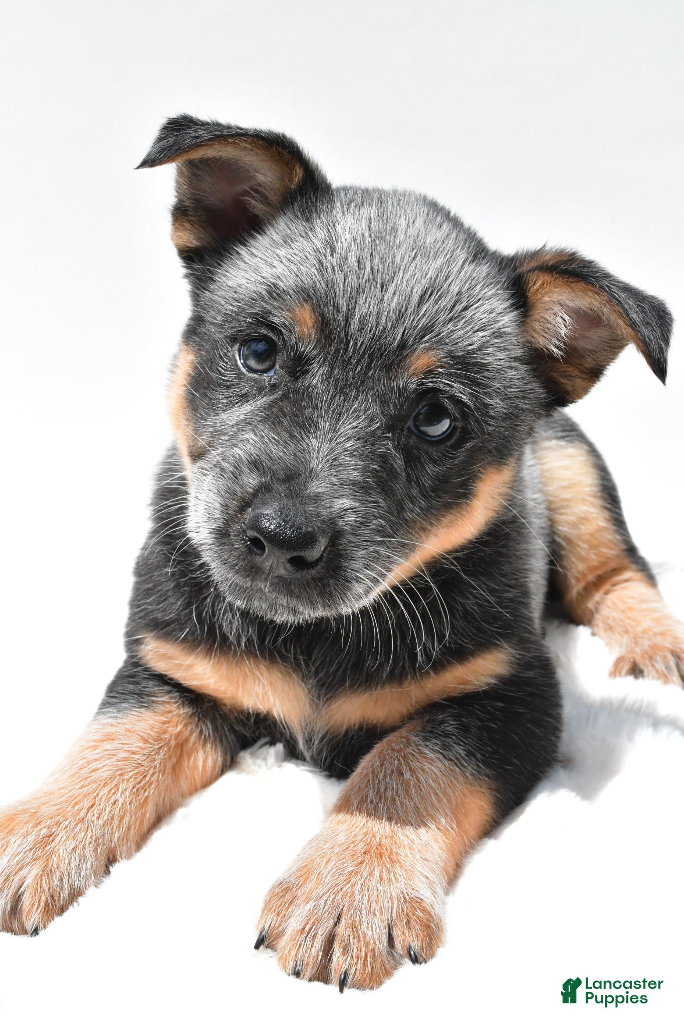 Australian Cattle Dog dogs Sapphire - Ad 1