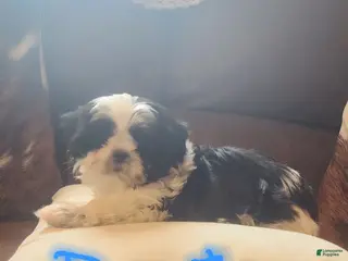 Shih Tzu dogs Shih Tzu Puppy 2 - Ad 12