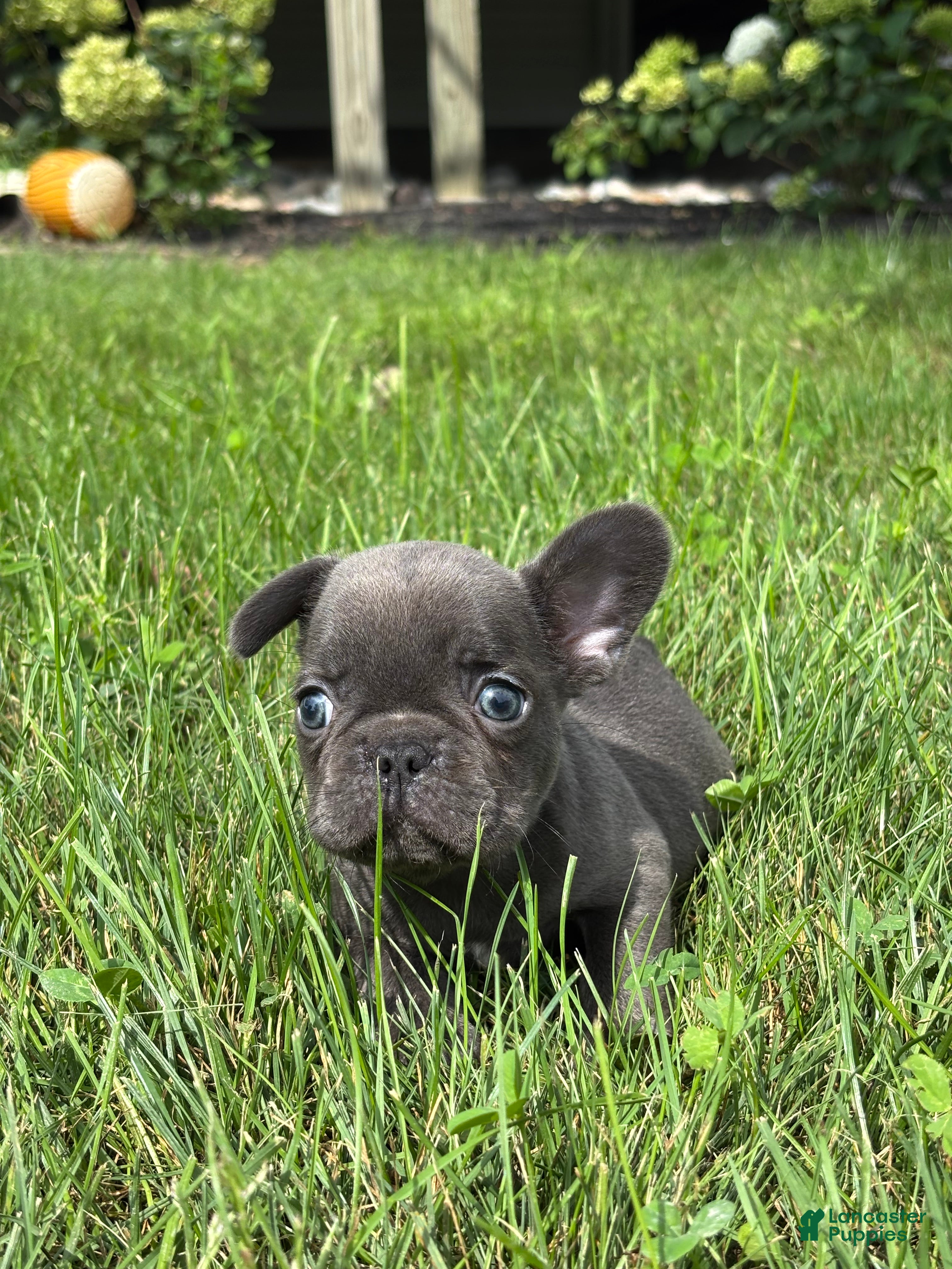 French Bulldog dogs Sebastian - Ad 2