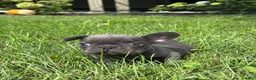 French Bulldog dogs for sale: Sebastian - Ad 2