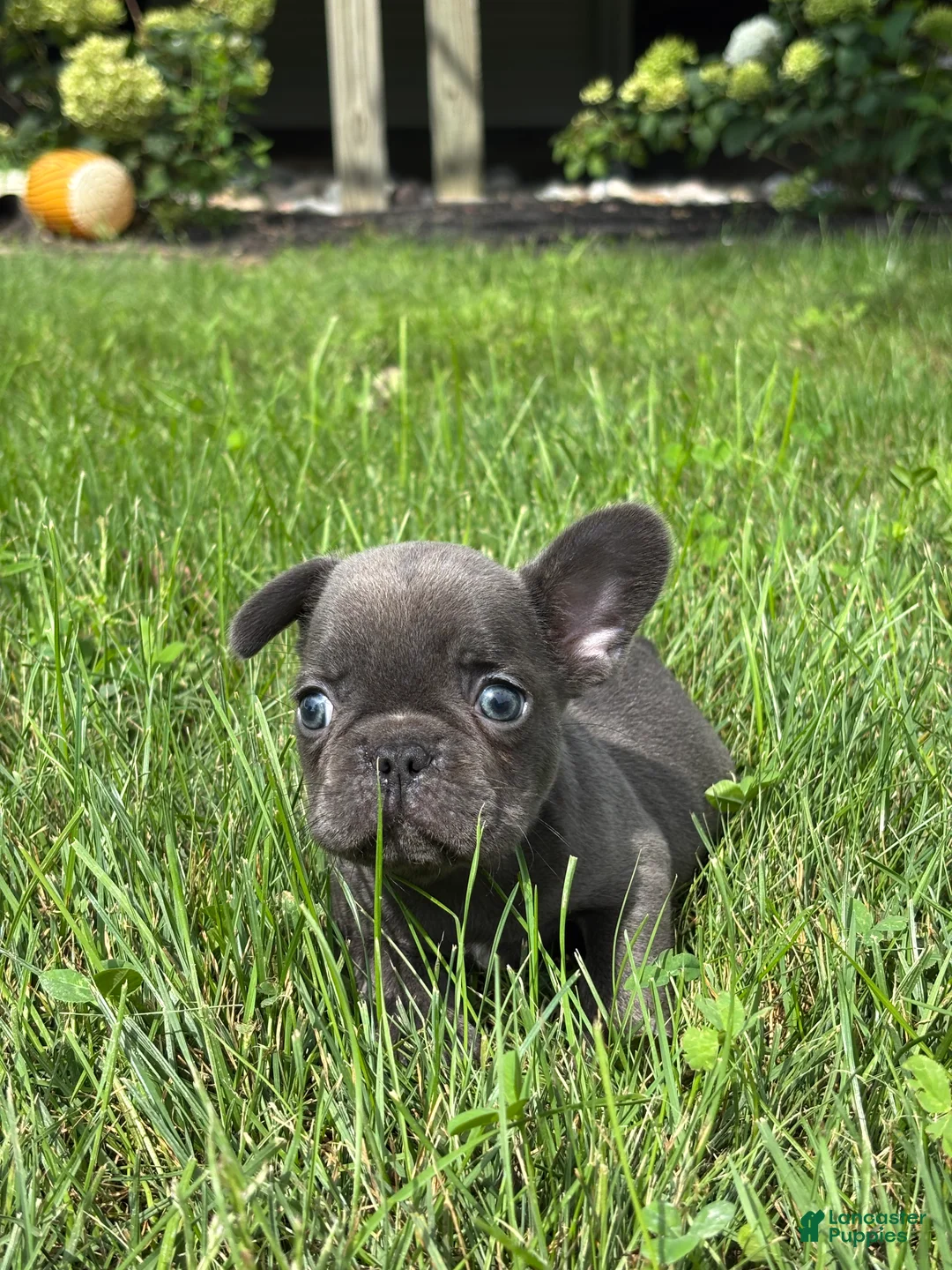 French Bulldog dogs for sale: Sebastian - Ad 2