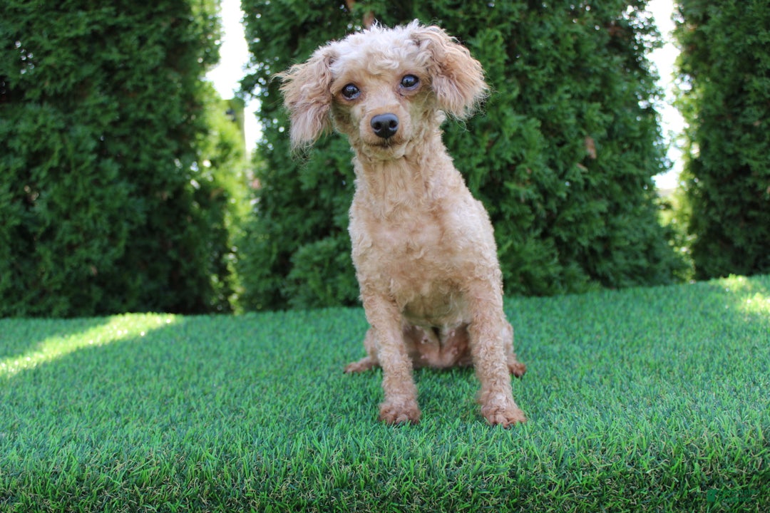 Toy Poodle dogs for sale: AKC Baxter (tiny) - Ad 7