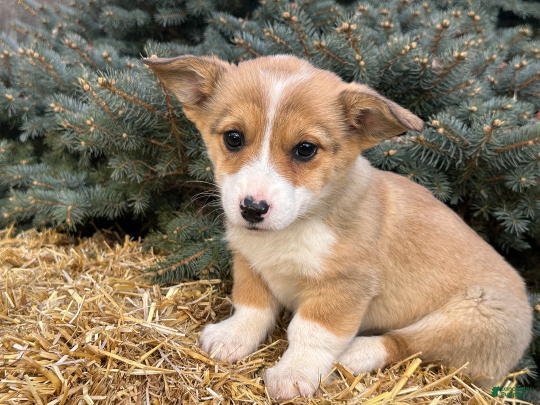 Welsh Corgi Pembroke dogs for sale: Dolly - Ad 11