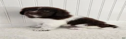Newfoundland dogs for sale: AKC Eden - Ad 5