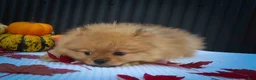 Pomeranian dogs for sale: 🐾 Meet Rosco — A Bouncy Little Ball of Fluff! 🐾 - Ad 10