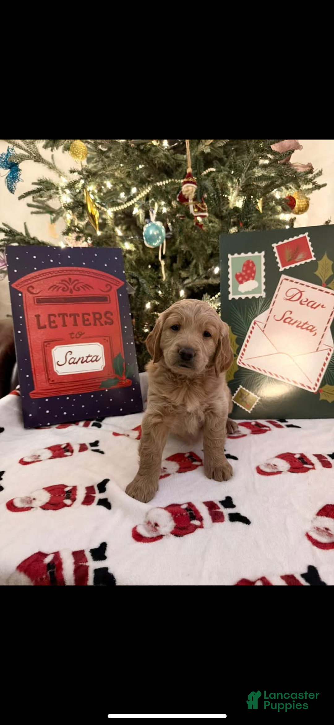 Mini Goldendoodle dogs for sale: Helga - Ad 1