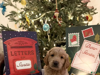 Mini Goldendoodle dogs Helga - Ad 14