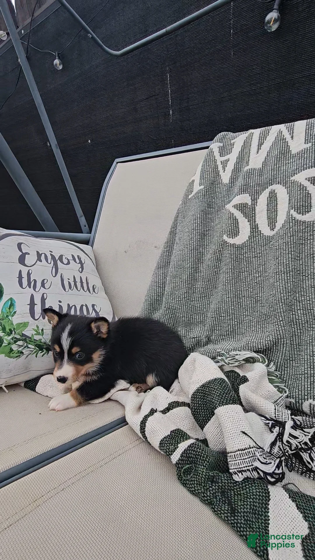 Mixed Breed dogs for sale: Rhett - Ad 6