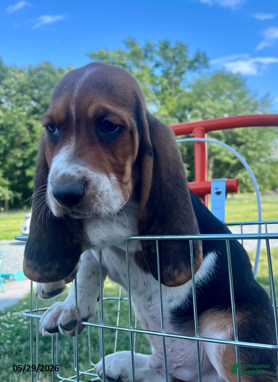 Basset Hound dogs for sale: Jumbo - Ad 5