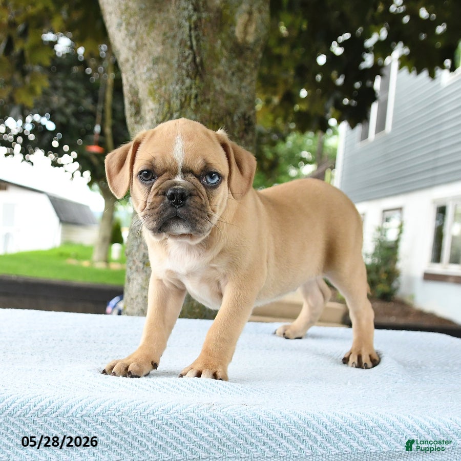 Mixed Breed dogs Hector - Ad 1
