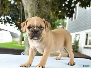 Mixed Breed dogs for sale: Hector - Ad 2