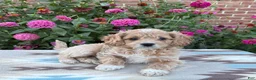 Cockapoo dogs for sale: Bella  - Ad 3