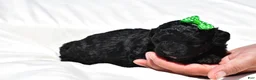 Mini Goldendoodle dogs for sale: Nikolaus - Ad 6