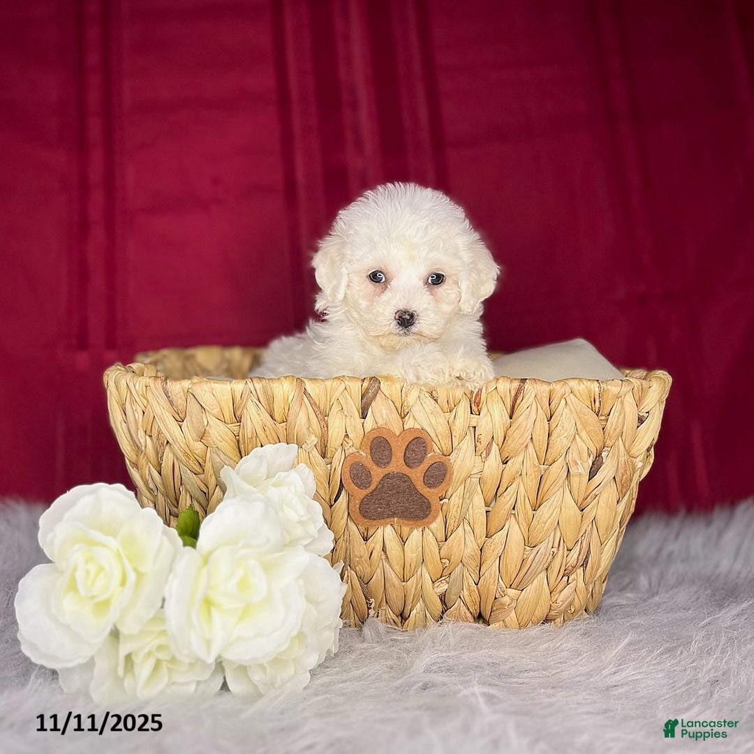 Bichon Frise dogs for sale: Candy - Ad 5
