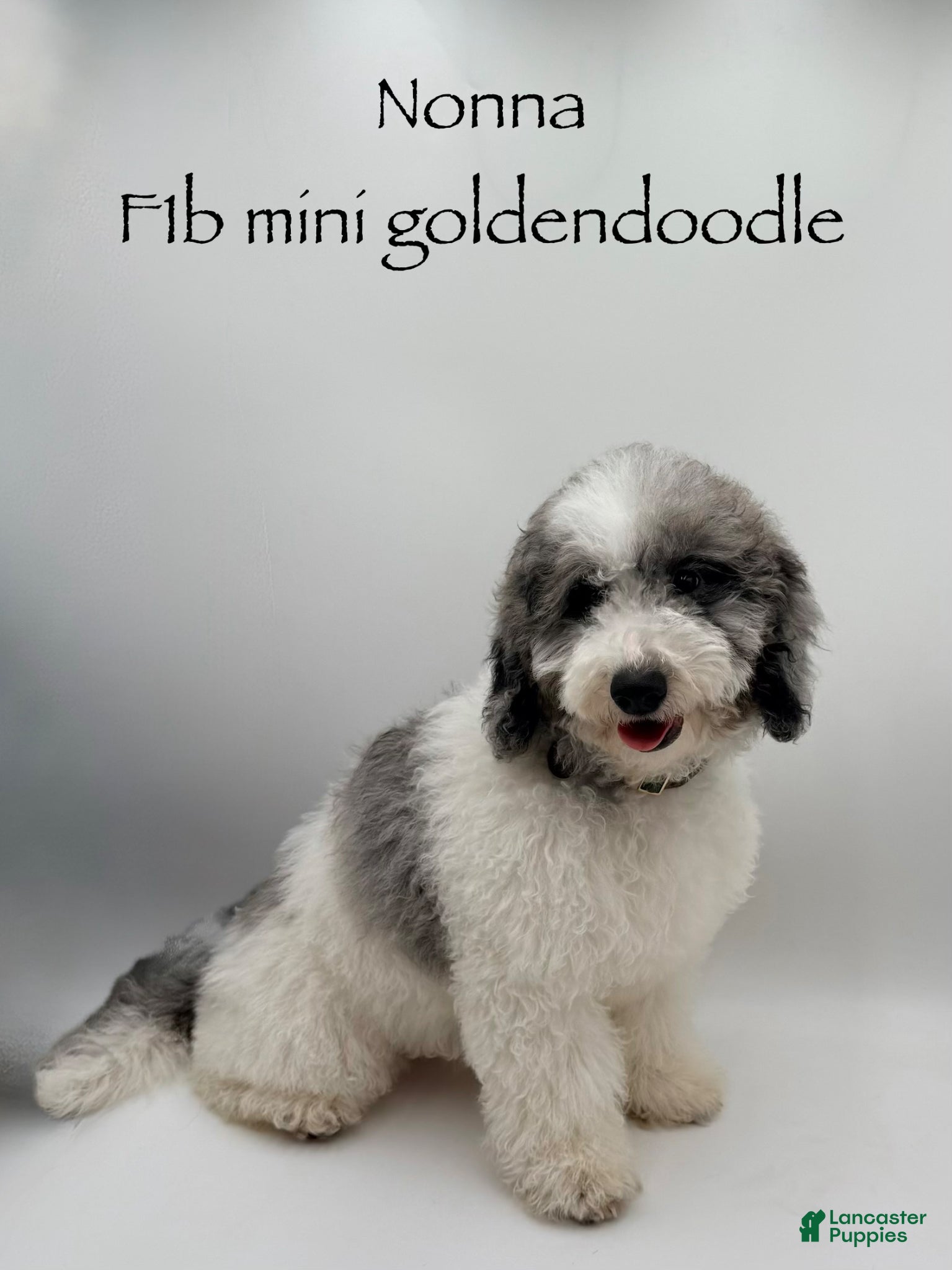 Mini Goldendoodle dogs Nonna - Ad 32