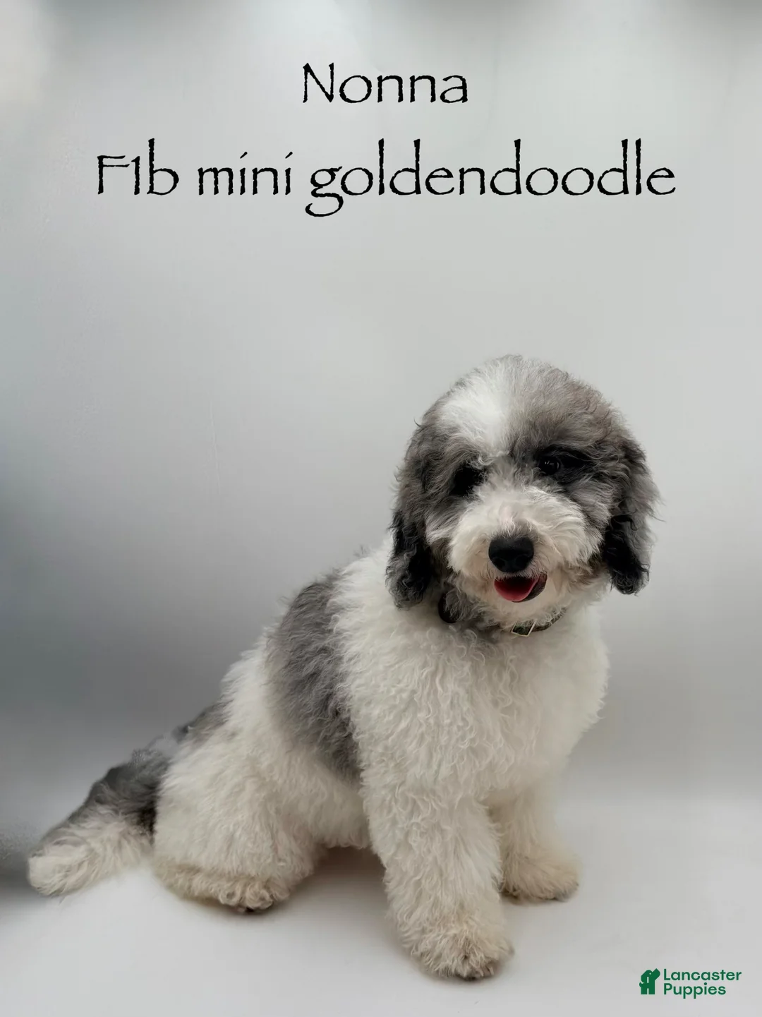 Mini Goldendoodle dogs for sale: Nonna - Ad 1