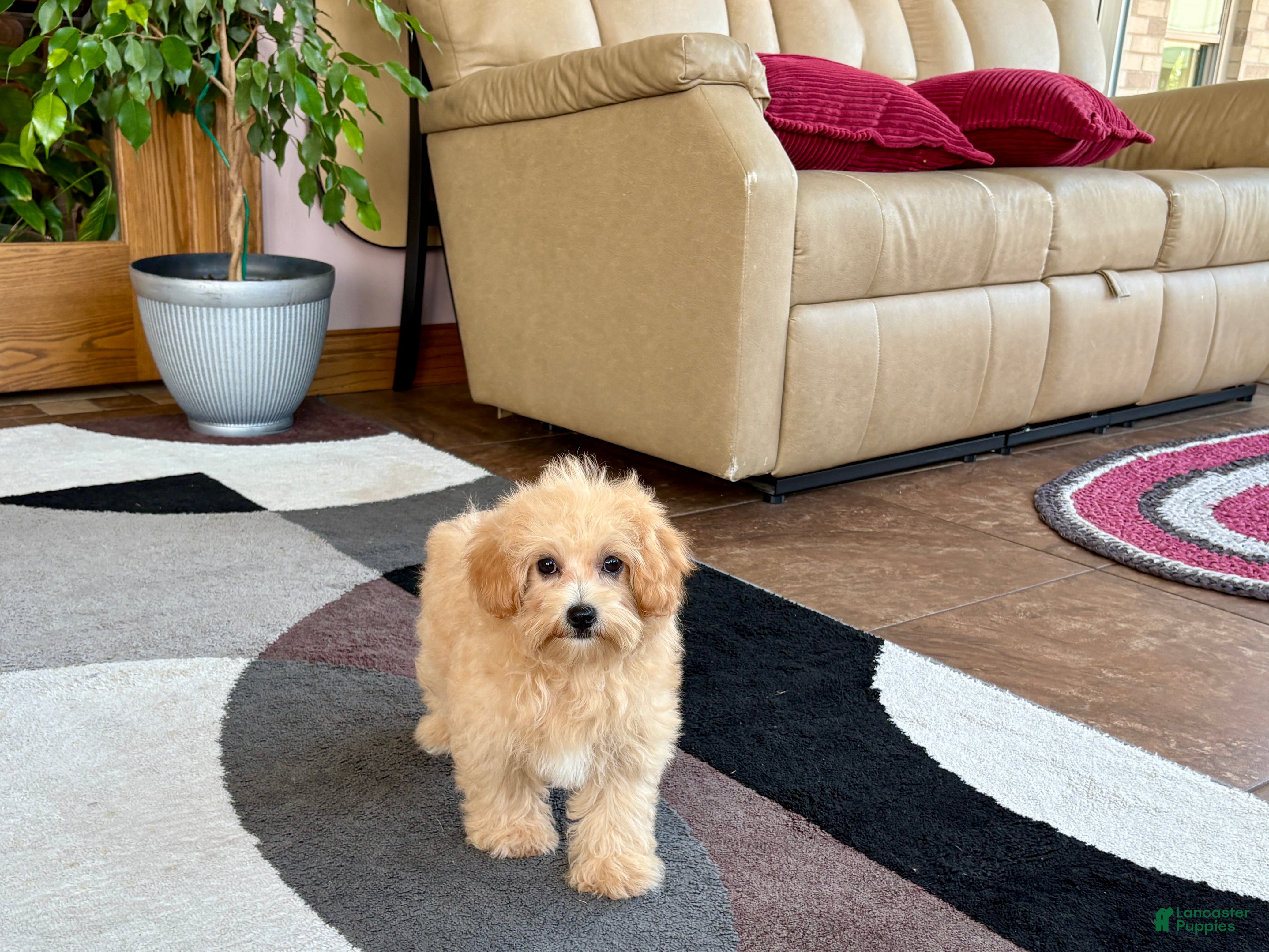 Maltipoo dogs Joy  - Ad 1